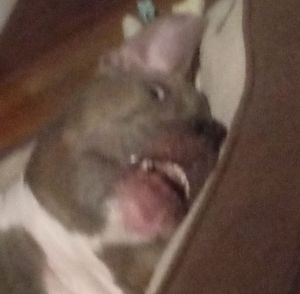 Meet your Posher, Diego